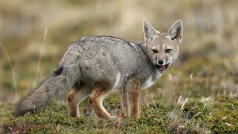 Alerta sanitaria: buscan a personas que tuvieron contacto con zorra gris en Cancún